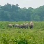 লোকালয়ে হাতির দলের তান্ডব, আতঙ্কে বন্ধ স্কুল