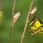 তোমাকে শুঁয়োপোকা থেকে প্রজাপতি হতে হবে