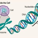 আমাদের Gene এবং DNA