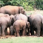 হাতির হামলায় আহত দুই শ্রমিক, গয়েরকাটায় চাঞ্চল্য