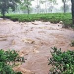 বন্যায় ভাসছে চা বাগান ক্ষতির খতিয়ান ১০০ কোটিরও বেশি কার্নিভাল শেষে উত্তরবঙ্গে মুখ্যমন্ত্রী