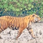সুন্দরবনে ফের বাঘের হামলা: উদ্ধার কুলতলির মৎস্যজীবীর দেহ