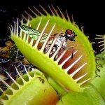 পতঙ্গভুক উদ্ভিদ ভেনাস ফ্লাইট্র্যাপ