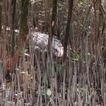 সুন্দরবনের লোকালয়ে ‘দানব’ কুমিরের  আতঙ্ক