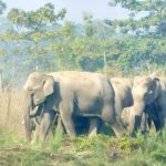 খাদ্যের লোভে লোকালয়ে হাতির হানা, আতঙ্ক এলাকা জুড়ে