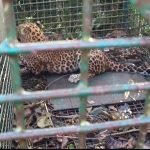 চা বাগানে খাঁচাবন্দি চিতাবাঘ, স্বস্তিতে শ্রমিক ও স্থানীয় বাসিন্দারা