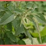 নটে গাছটি মুড়োল