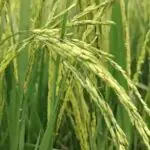 কনকচূড় ধানের চাল পেল জাতিসংঘের ঐতিহ্য স্বীকৃতি, খুশির হাওয়া জয়নগর জুড়ে