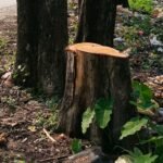 বিশ্ব পরিবেশ দিবসের রাতেই, গয়েরকাটায় রাতারাতি উধাও সেগুন গাছ